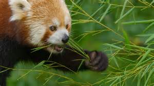 Gentiane croisette dans son habitat naturel