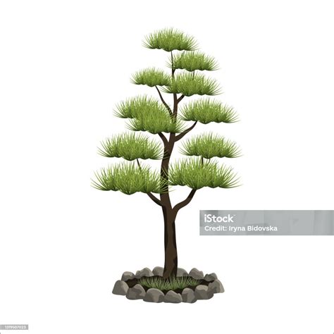Illustration d'un bonsaï de pin de montagne stylisé