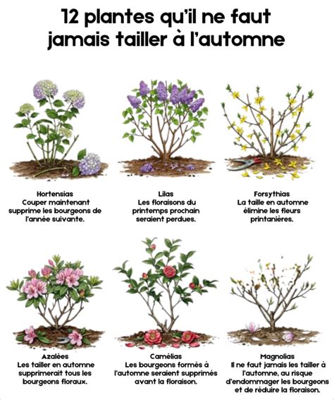 Comparaison des formes d'inflorescences d'hortensias (boules, plates, panicules)