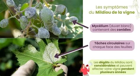 Vigne saine et vigne atteinte de mildiou