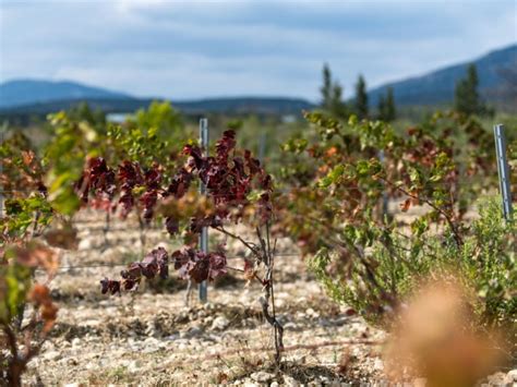 Vignoble protégé par Enervin