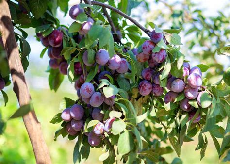 Prunier avec des prunes immatures