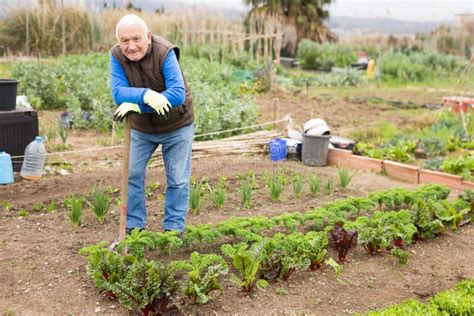Un vieil homme travaillant dans un potager luxuriant