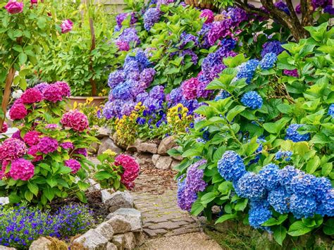 Hortensias de différentes couleurs dans un jardin