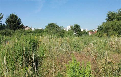 Photo d'une zone de jardin en friche laissée pour la biodiversité