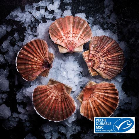 Produits issus de la valorisation des coquilles de fruits de mer