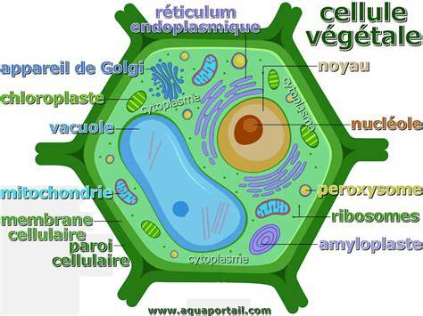 Diagramme illustrant l'action de l'acide pélargonique sur les cellules végétales
