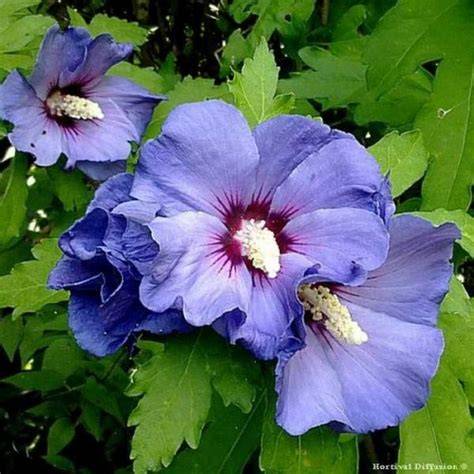 Gros plan sur les fleurs bleu lavande de l'Hibiscus syriacus Ultramarine® 'Minultra'