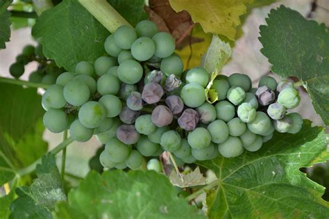 Grappe de vigne affectée par le rot brun