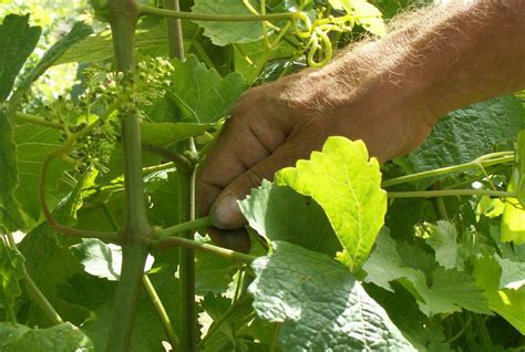 Effeuillage manuel d'une vigne