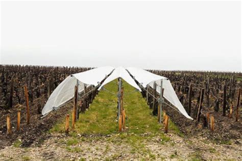 Dispositif Viti-Tunnel protégeant les vignes