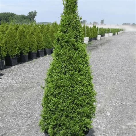 Thuya occidentalis 'Smaragd' Bonsaï en formation