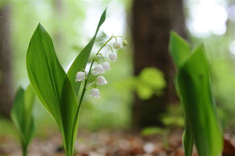 Comparaison muguet sauvage vs muguet cultivé