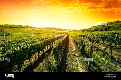 Vignoble au lever du soleil