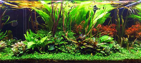 aquarium planté avec un sol riche et luxuriant