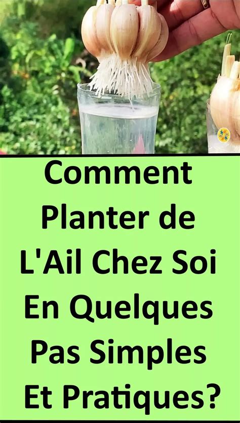 Culture d'ail en pot