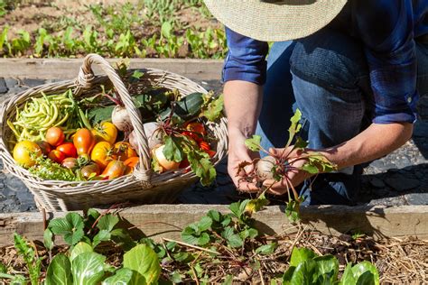 Récolte dans un jardin partagé