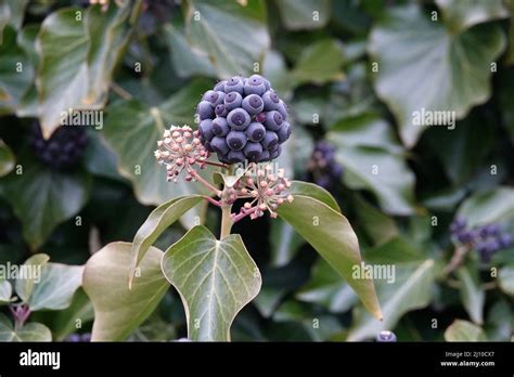 Fleurs et baies de lierre