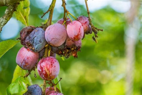 Oiseaux mangeant des prunes dans un arbre