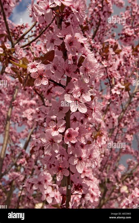 Photo d'un prunier d'ornement en fleur