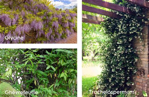 Tableau comparatif des caractéristiques des plantes grimpantes pour haies