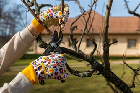 Illustration d'une personne taillant un arbre fruitier avec précision