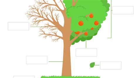 Schéma illustrant les différentes parties d'un arbre fruitier et les zones de taille