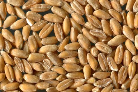Grains d'épeautre et de petit épeautre