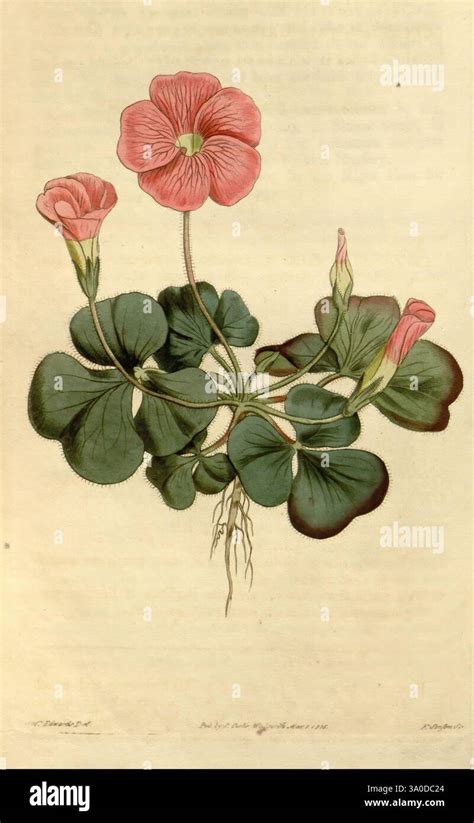 Illustration botanique d'Oxalis