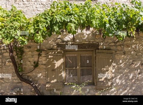 Vigne vierge sur une façade en automne