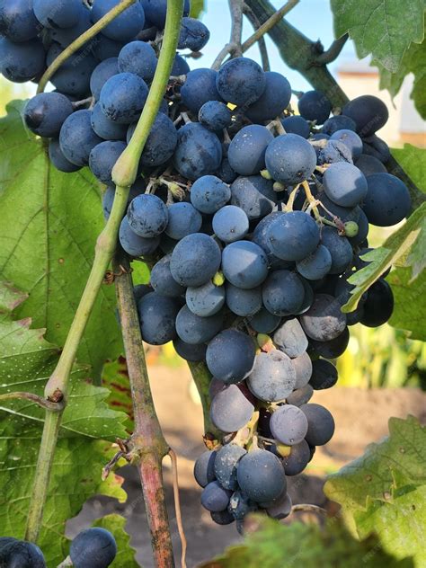 Photo de grappes de raisin ensachées pour les protéger