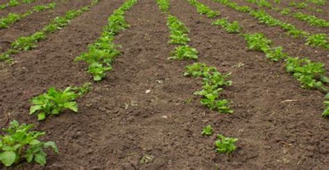 Photo de lin fleuri entre des rangs de pommes de terre