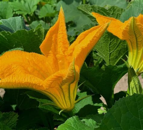 Illustration d'une fleur de courge