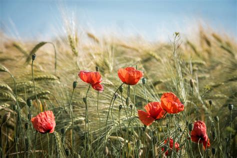 Image d'un champ de fleurs françaises