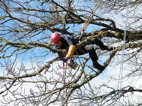 Grimpeur élagueur en pleine action dans un arbre