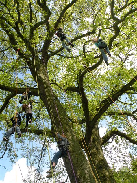 Schéma des différentes techniques de grimpe d'arbres