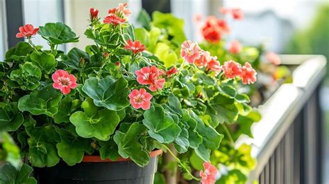 Illustration d'un balcon fleuri de géraniums et pélargoniums