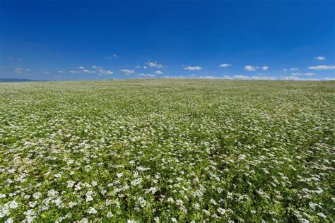 Champ de coriandre bio en Occitanie