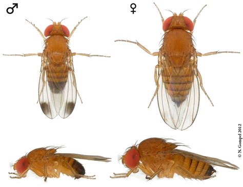 Comparaison des larves de Rhagoletis cerasi et Drosophila suzukii