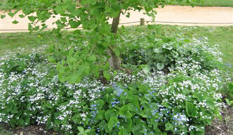 Myosotis fleuri au pied d'un framboisier