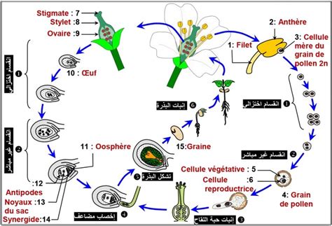 Diagramme expliquant le cycle de vernalisation des bulbes