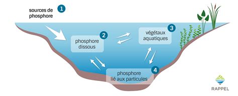 Infographie expliquant le rôle du phosphore et du potassium dans la floraison des bulbes