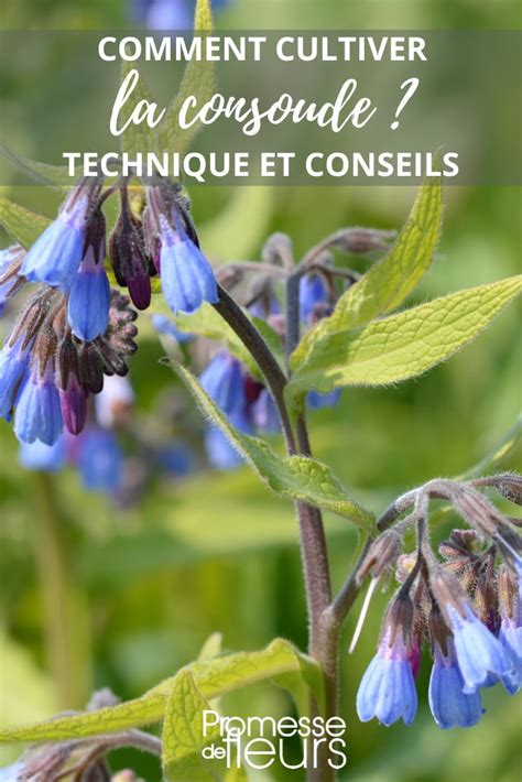infographie comparant l'efficacité des nutriments de la consoude et de l'ortie