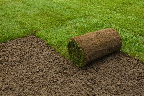 Illustration d'un jardin avec une pelouse en rouleau fraîchement posée
