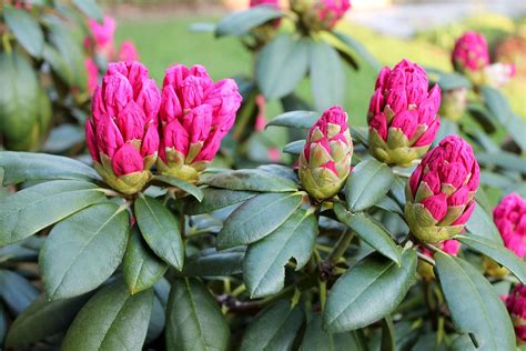 Rhododendron avec feuilles saines et rhododendron avec feuilles tachées