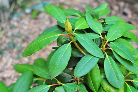 Feuille de rhododendron présentant des signes d'oïdium