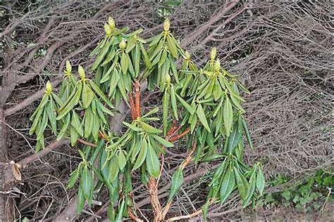 Rhododendron affecté par le Phytophthora, montrant le dépérissement des feuilles