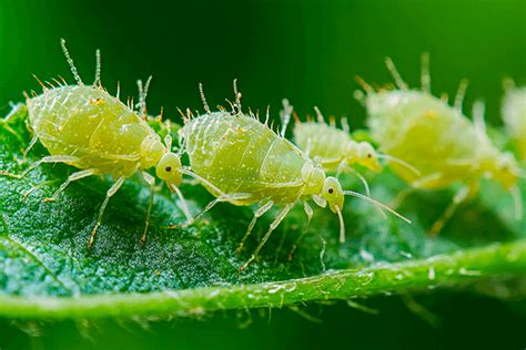 Pucerons verts sur une jeune pousse de rhododendron