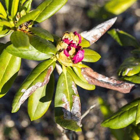 Dommages causés par le tigre du rhododendron sur les feuilles