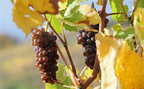Grappes de raisin dans un vignoble californien